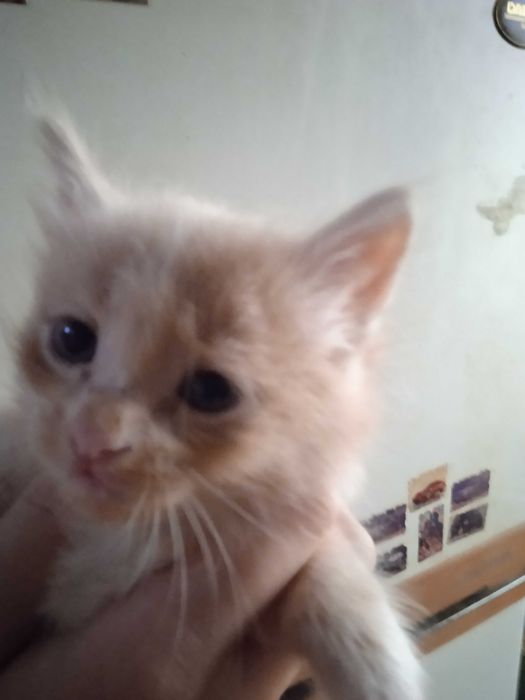 Котята турецкой ангоры, рыжие, мальчики 40 дней.