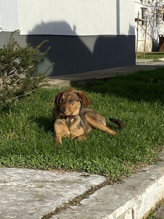 Donez cațelușă jucăușă