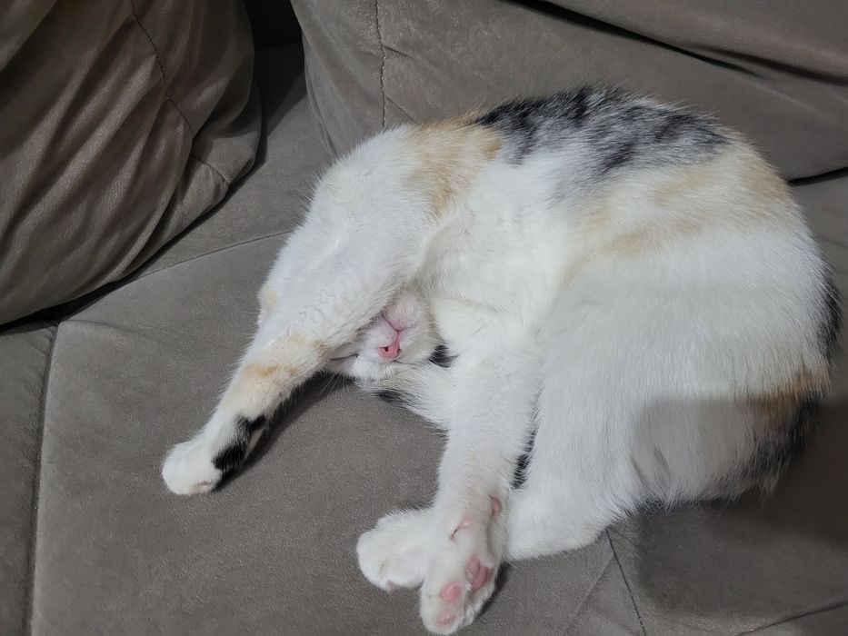 Скотиш фолд  кошка