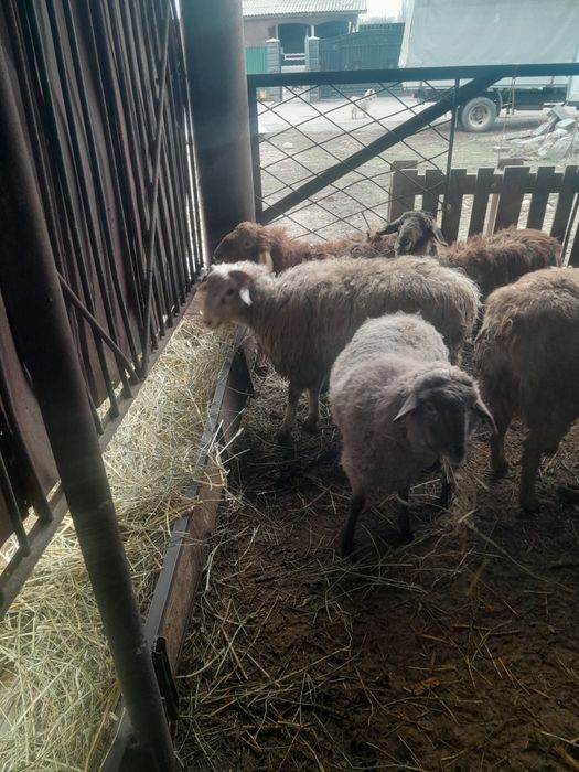 Продам баран в круг