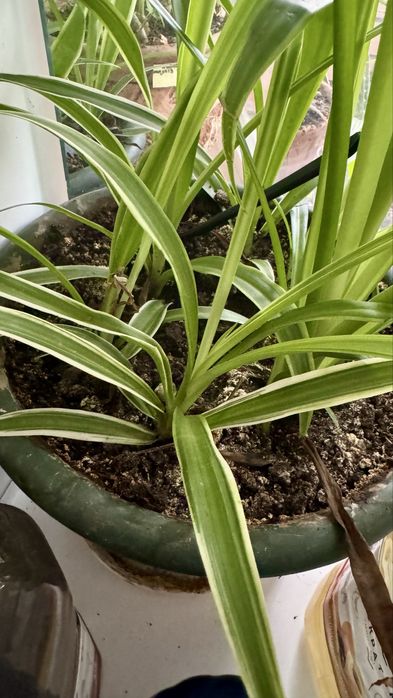 Цветы комнатные, все в горшках