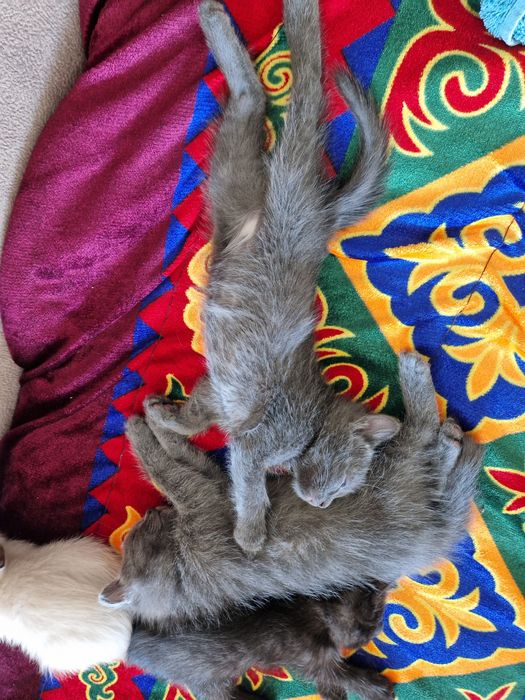 Отдам котят в добрые руки