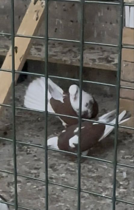 Голуби Широкохвостые продам