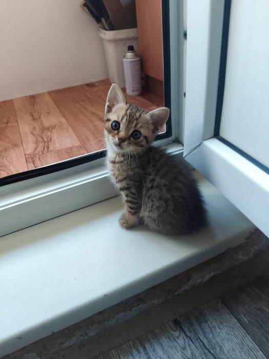 Котята метисы в продаже