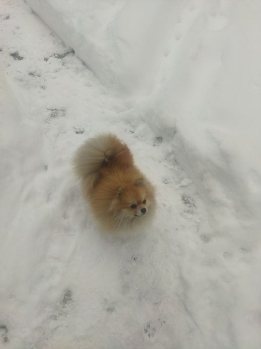 Померанский шпиц ждёт спутницу .