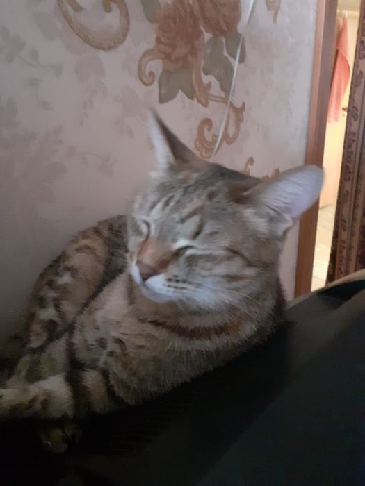 Кошечка Мура ищет новый дом!