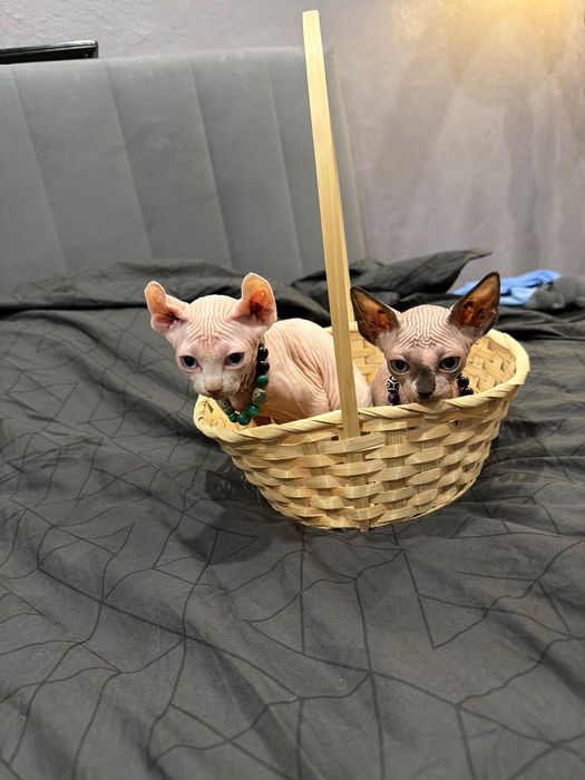 Шикарные сфинксы бамбино и эльф