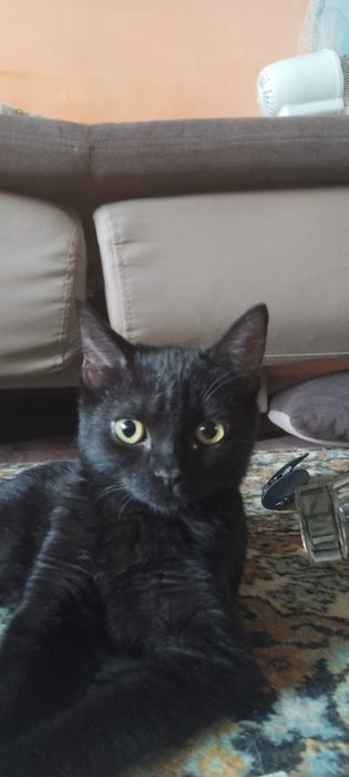 Отдам котенка в добрые руки