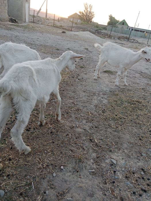 Занен лактар. 1 еркек 2 ургашы.