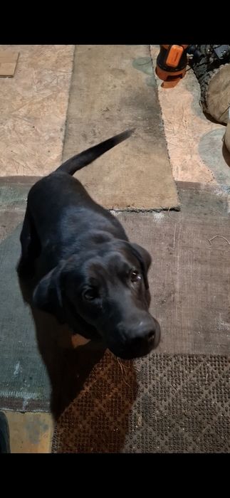 Отдам лабрадора в хорошие руки