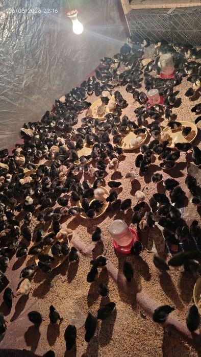 qora andijon toqvuq joʻjalari sotiladi narxni telda gaplashamiz !!!