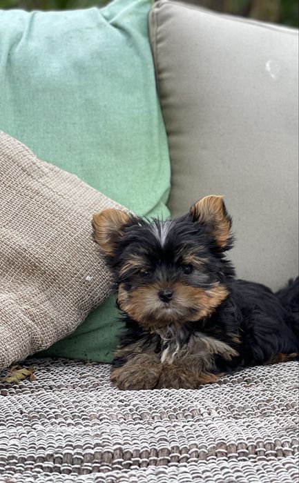 Йоркширски териер / Yorkshire Terrier