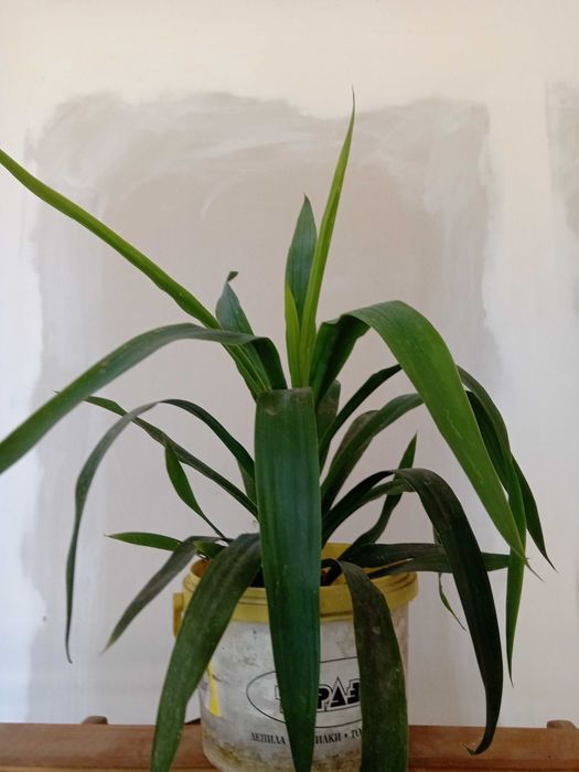 Дърво на Парите/Айхризон, Дърво на живота, Стайна Палма Юка