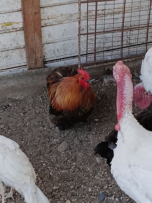 Cocosi pitici si gaina