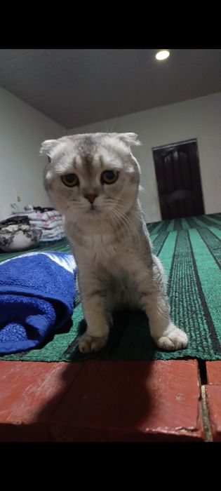 Mushuk zoti: Scottish Fold