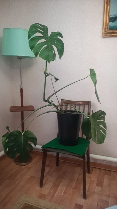 Комнатные растения. Монстера