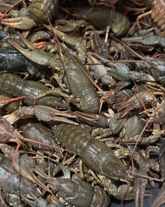 Раки живые/вареные, креветки, крабы