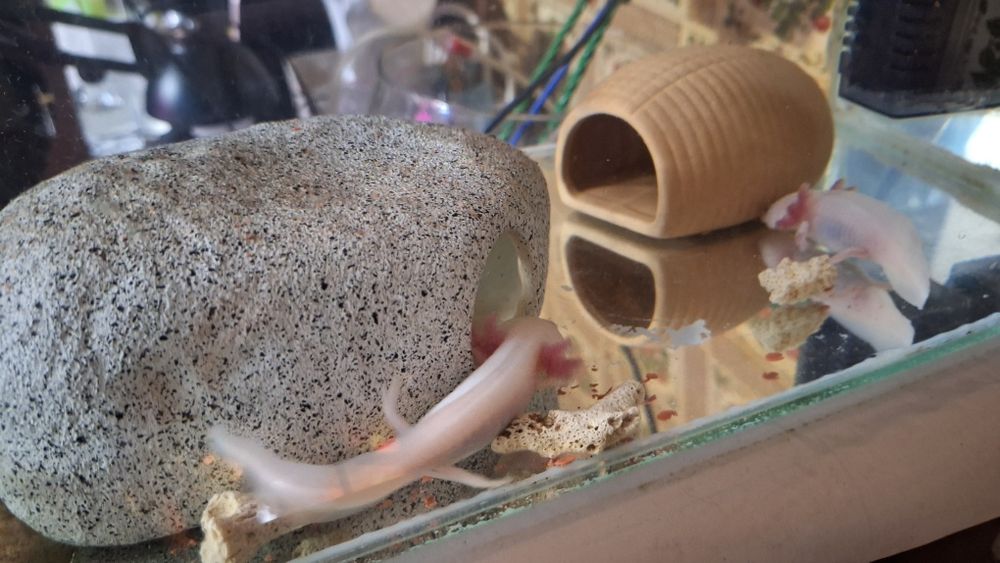 Аксолотль, в продаже малыши