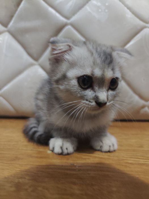 Плюшевые котята Скоттиш-Фолд (метисы шиншиллы). Очень игривые!