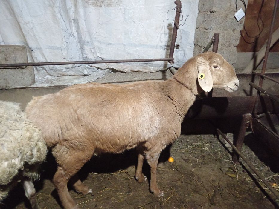 Qirgiz qoy bogoz sogliq кой Киргиз  кой богоз 2 кат