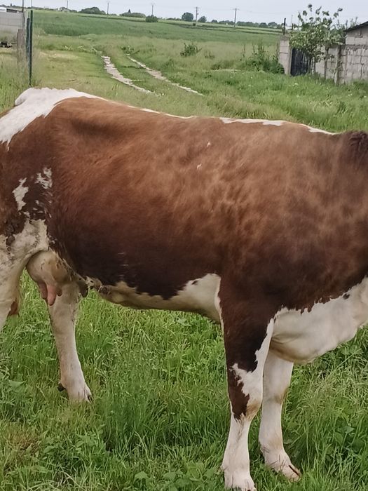 Vaca de vânzare  de trei ani
