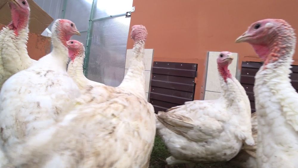 Инкубационное яйцо индейка хайбрид конвертер яйцо из Европы в петропав