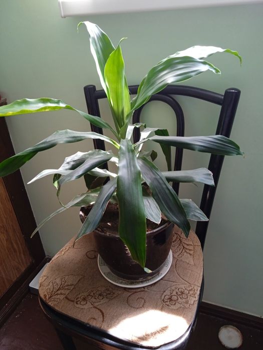 Драцена душистая, 65см