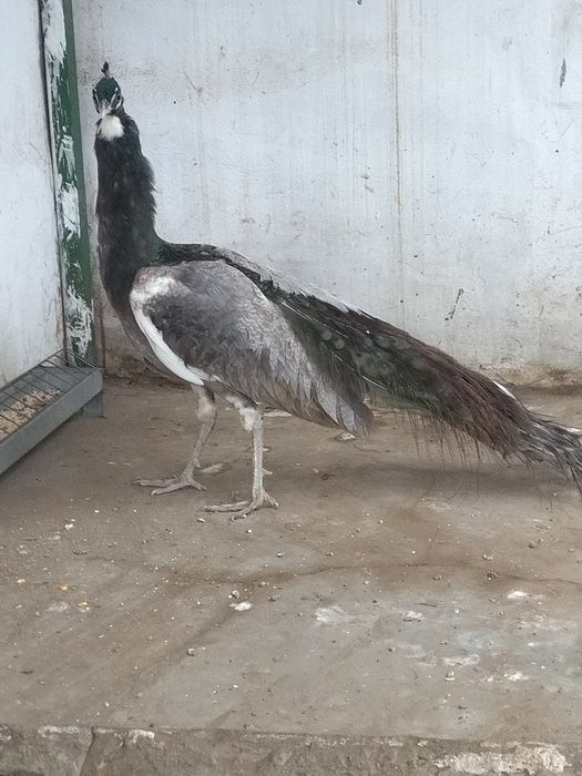 Mascul opal ochi albi matur