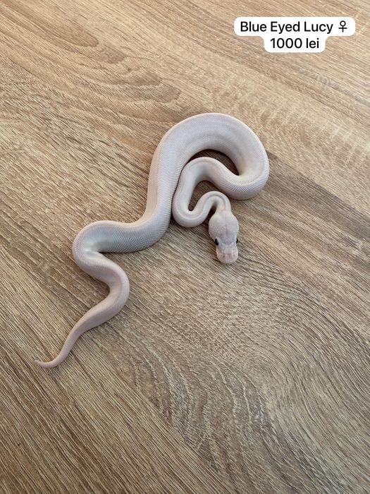 Pitoni regali puiuti ( Ball Python )