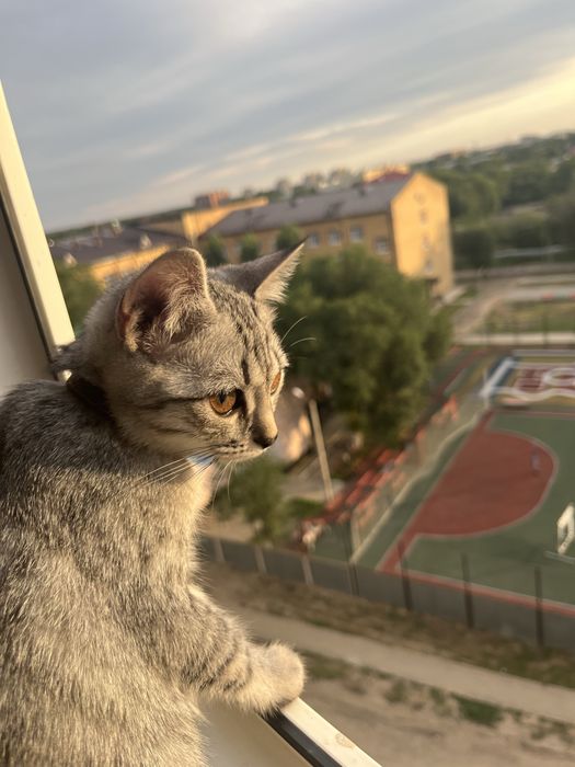 продам катенка девочка