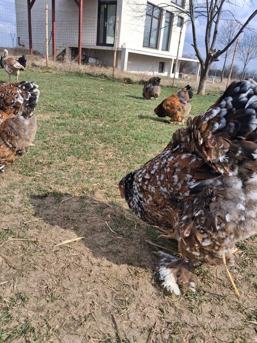 Oua incubat brahma portelan