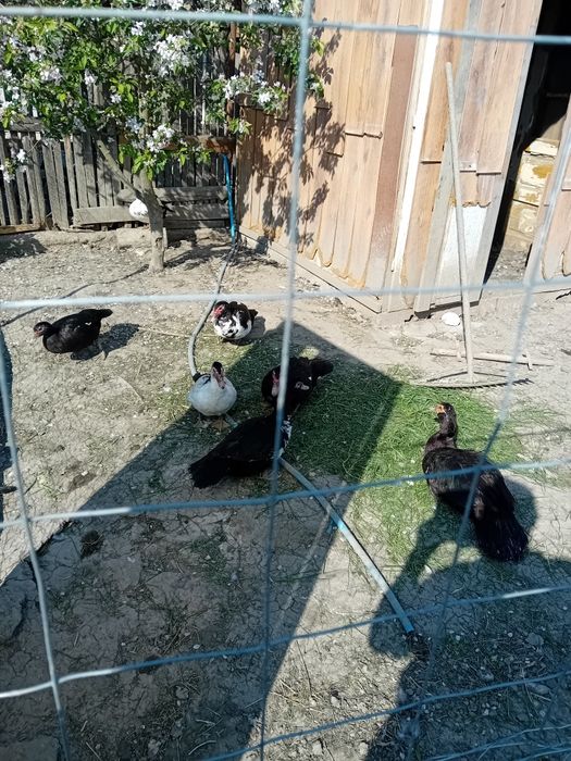 Rațe mute de vânzare