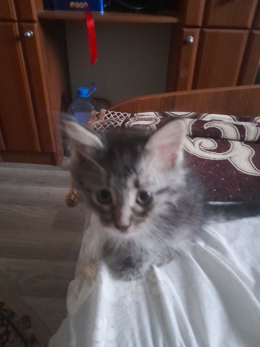 Отдам котят в добрые руки