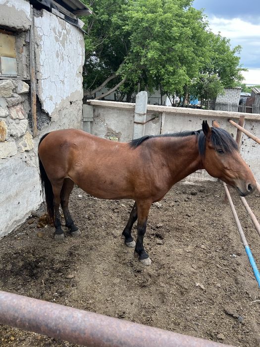 Бие бие 8 жасар жасар