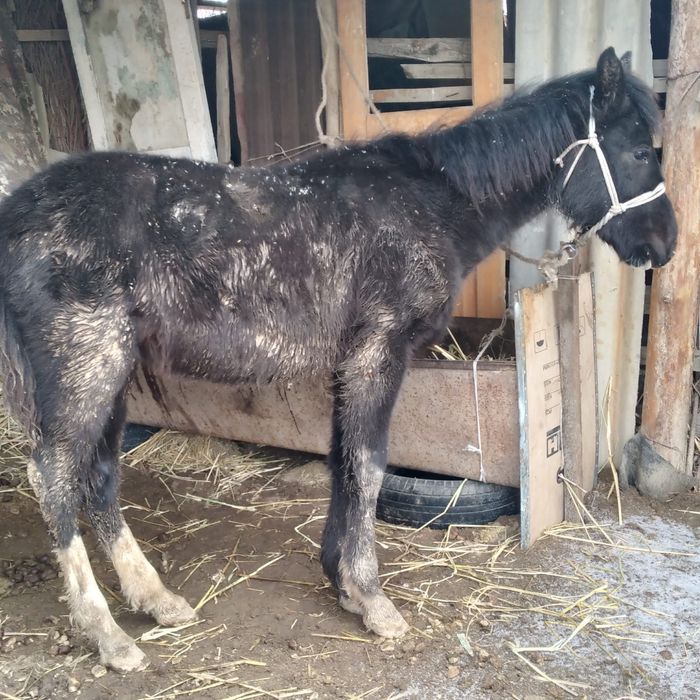 тай сатыладыыыы!