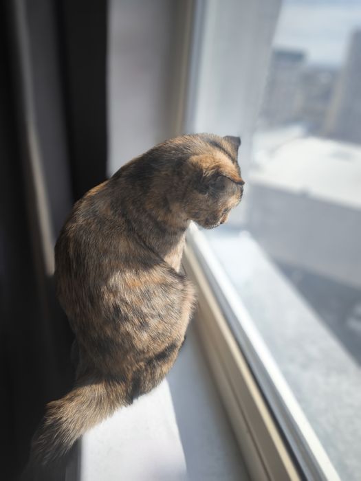 Шотландский котёнок