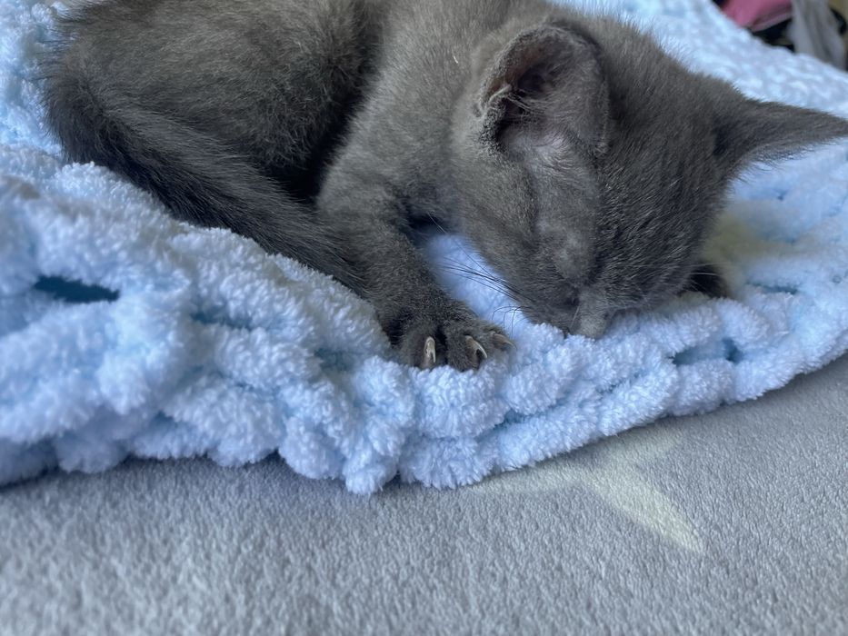 Кошка гибрид сиамский и британский отдаю в хорошие рук