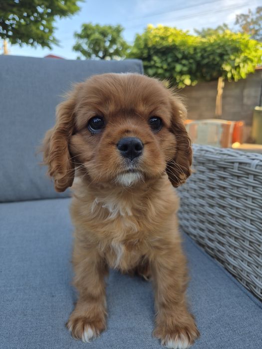 Cavalier king charles