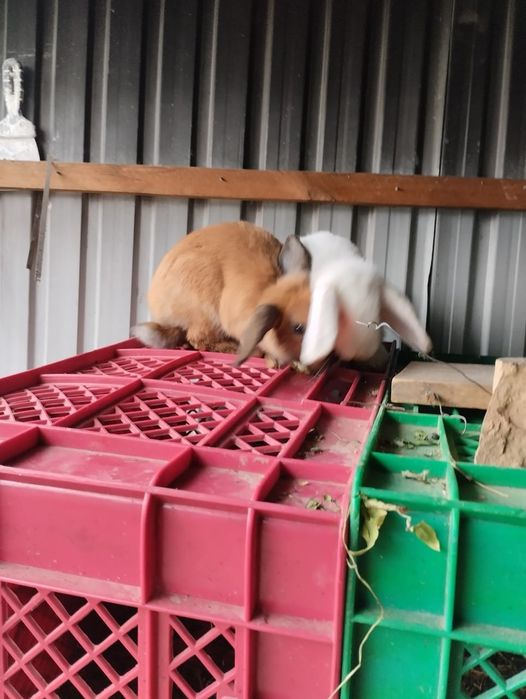 Продам кроликов мальчик и девочка