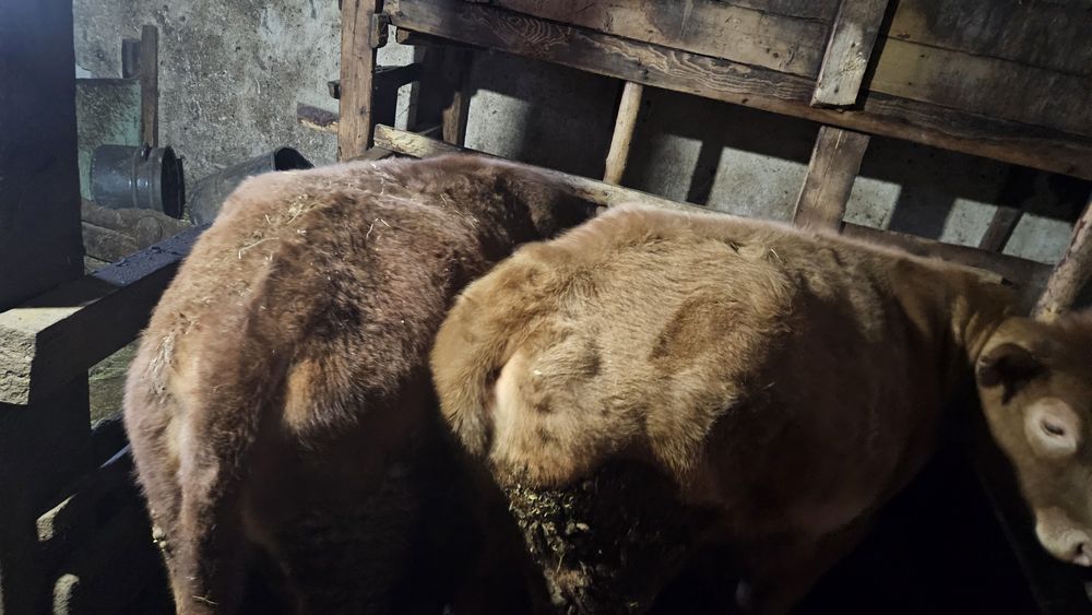 Семіз тайыншалар