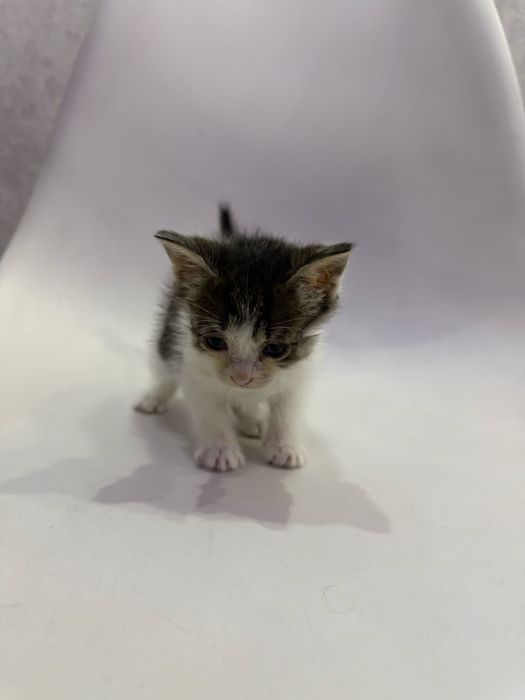 Отдам котенка в добрые руки