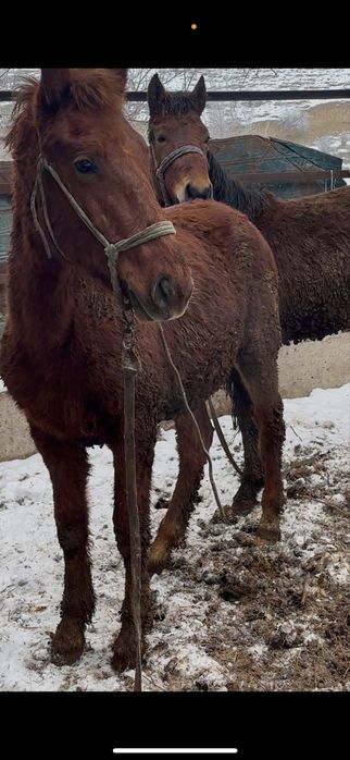 Кунан семиз жылкы дошадь согым