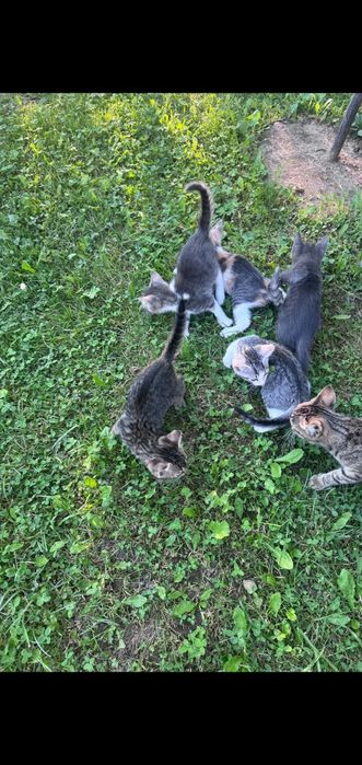 Se oferă spre adopție