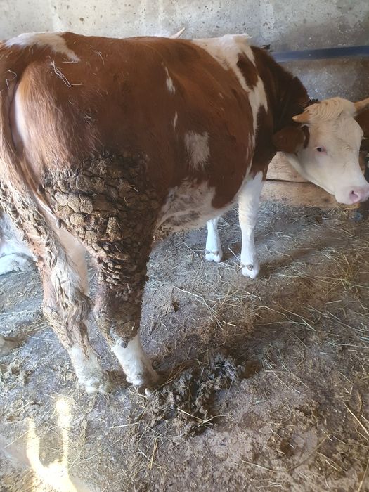 Schimb cu Vacă de Abator