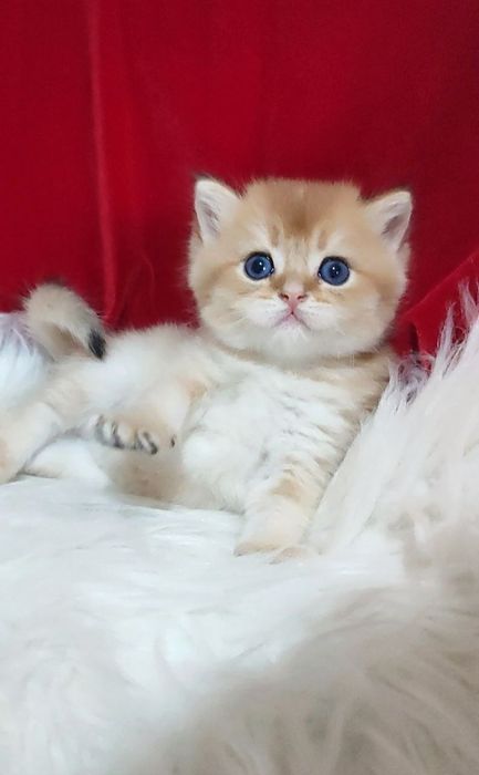 котенок Британец мальчик золотая шиншилла чистокровная