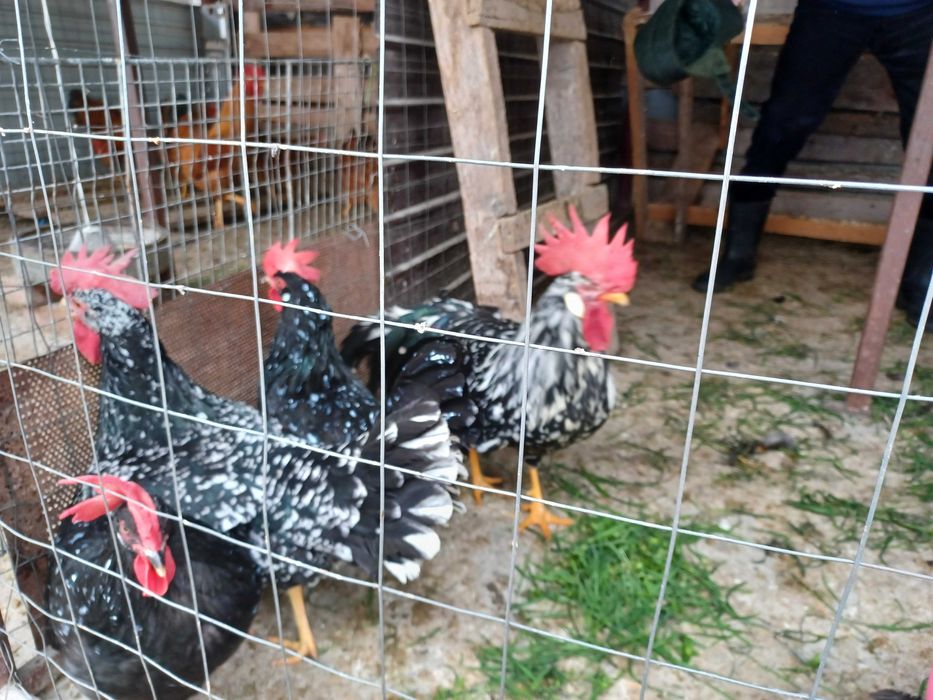 Ouă de italiana bobată și neagră