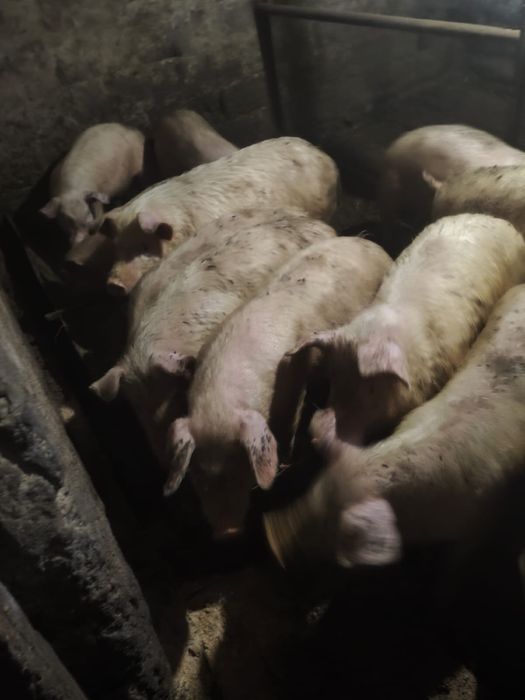 Продам поросят  5-6 месяцев