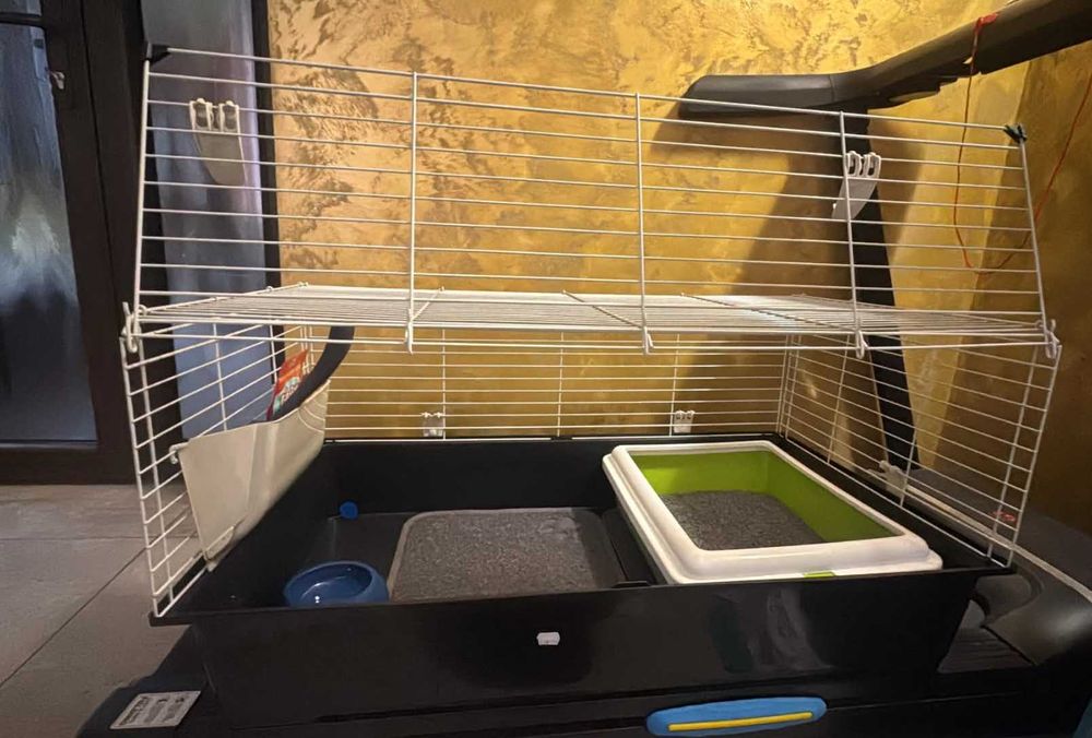 Pet Hotel pentru Pisici – Îngrijire cu dragoste și atenție