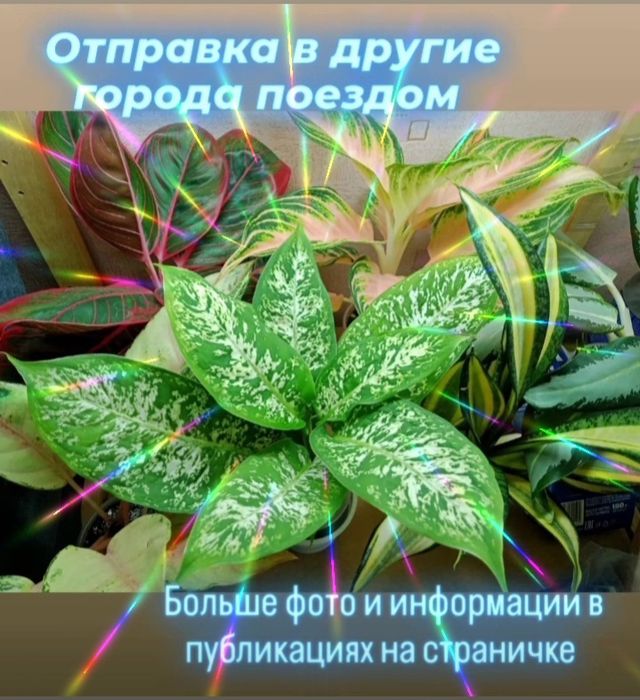 Комнатные цветы, растения