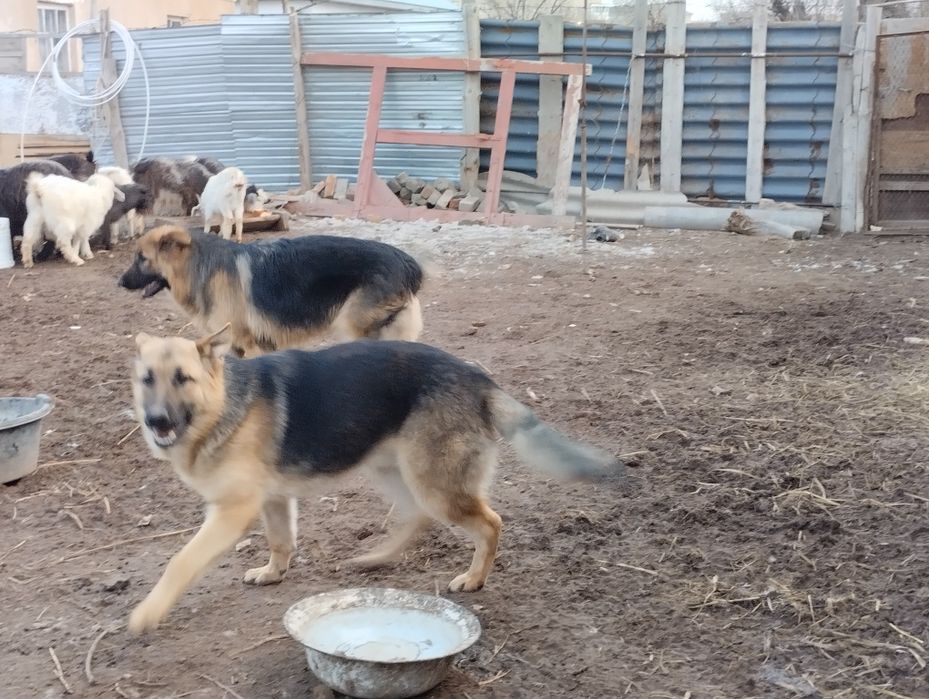 Срочно продается собака (немецкий)